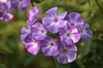 Phlox_bleu_weiss_Morgentau_makro_900.JPG