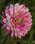 Dahlie_weiss_pink_Morgentau_makro_800.JPG