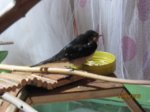 Willi IMG_7457.JPG