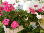 DSCN3824.JPG