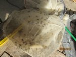 Futter IMG_7482.JPG