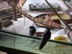Winnie und Willi IMG_7477.JPG
