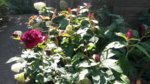 20160925_133744.jpg