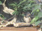 Willi IMG_7531.JPG