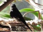 Willi IMG_7537.JPG