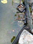 IMG-20161009-WA0005.jpg IMG-20161009-WA0005.jpg