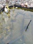 IMG-20161009-WA0004.jpg IMG-20161009-WA0004.jpg