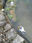 IMG-20161009-WA0003.jpg IMG-20161009-WA0003.jpg