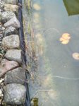 IMG-20161009-WA0001.jpg IMG-20161009-WA0001.jpg