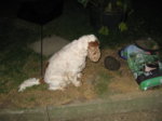 IMG_1160.JPG IMG_1160.JPG