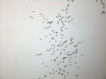 SAM_1686i.jpg