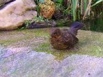 Amsel am Überlauf.jpg