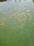 Teich.JPG Teich.JPG