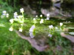 Blüten wasserhahnenfuß.jpg