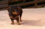 PICT0690-Strolchi.JPG
