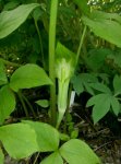 Arisaema amurensis.jpg