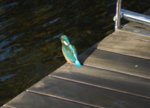 Eisvogel - 8.jpg Eisvogel - 8.jpg