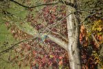 Eisvogel - 1.jpg Eisvogel - 1.jpg