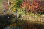 Eisvogel - 2.jpg Eisvogel - 2.jpg