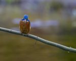 IMG_3896.JPG