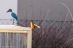 Eisvogel 5 (1 von 1).jpg Eisvogel 5 (1 von 1).jpg