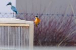 Eisvogel 7 (1 von 1).jpg Eisvogel 7 (1 von 1).jpg