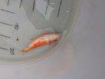 image.jpeg image.jpeg