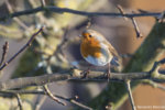 Rotkehlchen Erithacus rubecula-1816.jpg