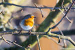 Rotkehlchen Erithacus rubecula-1819.jpg