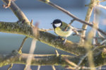 Kohlmeise Parus major-1788.jpg