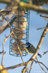 Blaumaise Cyanister caeruleus-1795.jpg