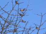 wacholderdrossel Turdus pilaris.jpg