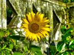 Sonnenblume HDR.jpg
