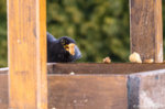 Amsel-2437.jpg