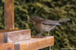 Amsel-2469.jpg