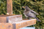 Amsel-2433.jpg