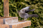 Amsel-2471.jpg