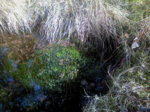 moos im teich.jpg moos im teich.jpg
