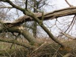 SturmschadenIMG_8244.JPG SturmschadenIMG_8244.JPG