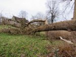 SturmschadenIMG_8248.JPG SturmschadenIMG_8248.JPG