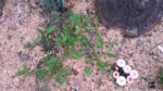 20170405_191949.jpg 20170405_191949.jpg