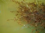 M5090068_2017-04-09_Algensuppe.JPG