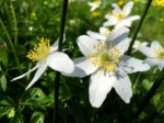 Gartenarbeit 9-4-201702.jpg