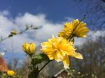 Gartenarbeit 9-4-201711.jpg