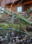 M5241115_2017-04-24_Schachbrettblume.JPG M5241115_2017-04-24_Schachbrettblume.JPG