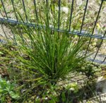 20170429_143436.jpg 20170429_143436.jpg
