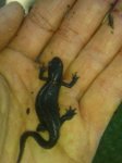 IMG-20170324-WA0003.jpg IMG-20170324-WA0003.jpg
