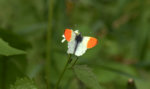 Schmetterling_2.jpg