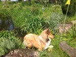 17.05.2017 Lassie am Teich.JPG