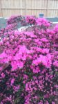 DSC_0241.JPG